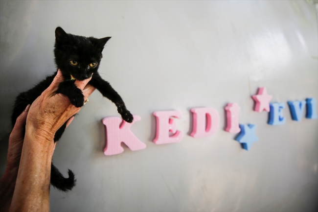 Sokak kedilerine karavandan yuva yaptılar